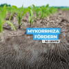 Mykorrhiza verstehen & nutzen – So stärkst du deinen Boden nachhaltig Download