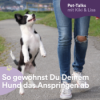 So gewöhnst Du Deinem Hund das Anspringen ab Download