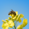 Volksbegehren Artenschutz: Sind die Bienen gerettet? Download