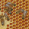 Bienen - Die geliebten Tiere