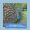 Nervt sie dich mittlerweile auch so? - Montagmorgen Download