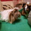 Die Wuselbande - ein Podcast über Meerschweinchen