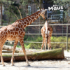 Happy Birthday, Kölner Zoo! Was hat sich in 165 Jahren getan? Download
