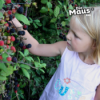 Obst, Kräuter, Pilze am Wegesrand - Darf man die mitnehmen? Download