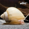 Schnecke mit Superkraft entdeckt Download