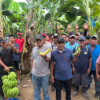 E91 - Der Bananenstreik und Miss Chiquita Download