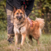 Körbchen gesucht vom 05.03.2025 - Hund Simba Download
