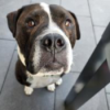 Körbchen gesucht vom 12.03.2025 mit Bulldogge Mischling Louis Download