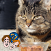 Warum gibt es kein Katzenfutter mit Mäusegeschmack? Download