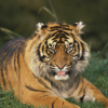 Die Tierdocs: Tiger ist nie zu Hause Download
