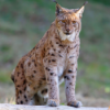 Die Tierdocs: Luchs fuchtelt herum Download