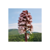 Horchidee | Purpur-Knabenkraut Download