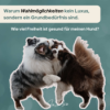 Wie viel Freiheit ist für meinen Hund gesund?