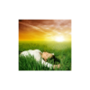Folge5 Der wundersame Wholeness-Prozess