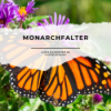 4.000 Kilometer im Flügelschlag: Die unglaubliche Wanderung der Monarchfalter Download