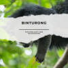 Binturong (Marderbär) Download