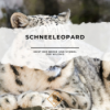 Schneeleopard: Geist der Berge und Symbol der Wildnis Download