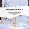 Arktischer Wolf – Der lautlose Jäger der Eiswüste Download