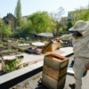 radio3 Klimagespräch zum Weltbienentag: Wie sinnvoll ist Guerilla Gardening? Download