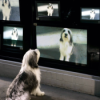 Wau-TV - So viel glotzt Bello fern Download
