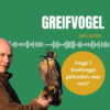 Greifvogel, Falke oder Eule gefunden, was tun? - Interview mit Frank Seifert Download