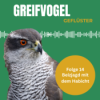 Beizjagd mit dem Habicht - Interview mit Falkner Gregor Klein Download