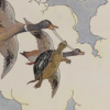 Die Schildkröte und die Enten | Äsop Fabeln Download