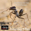 Die Ameise mit den Himmelsaugen Download