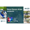 Neue Cherax-Arten entdeckt (Chris Lukhaup) Download