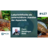 Labyrinthfische unterschätzte Juwelen der Aquaristik (Hansjürgen Dieke) Download