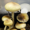Psilocybin gegen Depression - Heilung dank Magic Mushrooms? Download