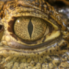 Weinen Tiere vor Schmerz oder Rührung? Download