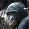 #179 Experiment: Kann der Affe das? - Bonbobos sollen sich in Menschen hinein versetzen Download