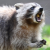 #222 Invasive Art: Der Waschbär ist ein Problem-Bär | Ist das Leben erleuchtet? Download