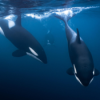 #238 Ungewöhnliches beobachtet: Orcas nutzen Werkzeuge für Wellness und Gesundheit | Migranten sind immer besser ausgebildet Download