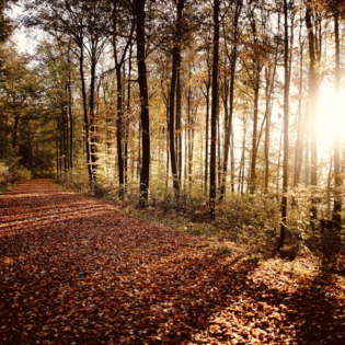 Carbon-neutral games (Topic Discussion)