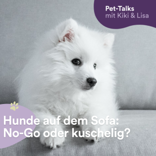 Hunde auf dem Sofa: Kuschelig oder ein No-Go?
