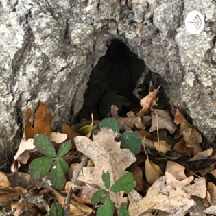 Osteuropäische Kindermärchen ab 4 Jahren