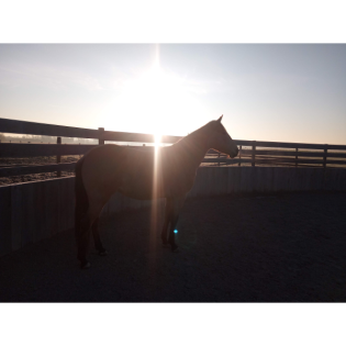 Über Geschlechterverteilung und Geschlechterklischees unter Pferdemenschen