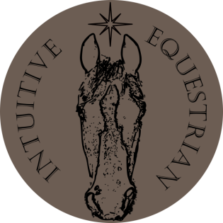 Vom Fohlen zum Reitpferd Teil 2