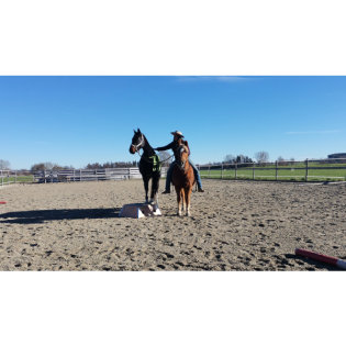 Wenn Pferde Pferde trainieren