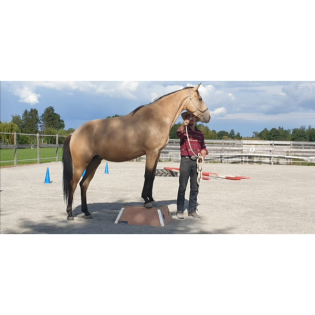 Wunderpferde Teil 2: Wie dein Pferd zum Wunderpferd wird