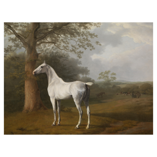 Jacques-Laurent Agasse, Schimmel auf der Weide, um 1806/1807