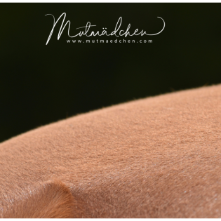 Lass uns Zitronen falten