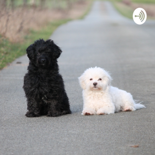 Unterstützung im Fellwechsel - Tipps zur Ernährung