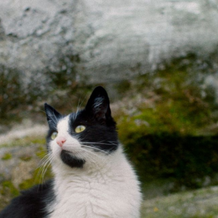 SILENT OBSERVERS I Film Talk I DOK.fest 2025