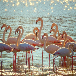 Flamingos sind die besseren Menschen