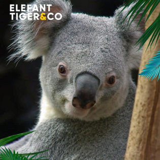 Der Koala - Ein Beuteltier hat uns im Sack