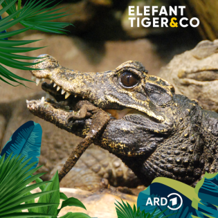 Kein bisschen stumpf - das Stumpfkrokodil