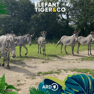 Neugierig, draufgängerisch, kontaktfreudig - das Grevy-Zebra